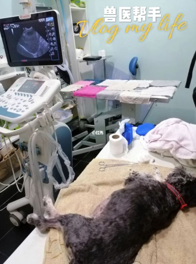 spm后打工【兽医帮手经历】兽医诊所当义工❤️