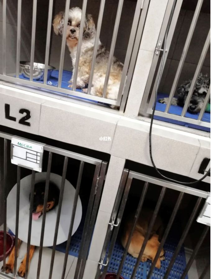 spm后打工【兽医帮手经历】兽医诊所当义工❤️