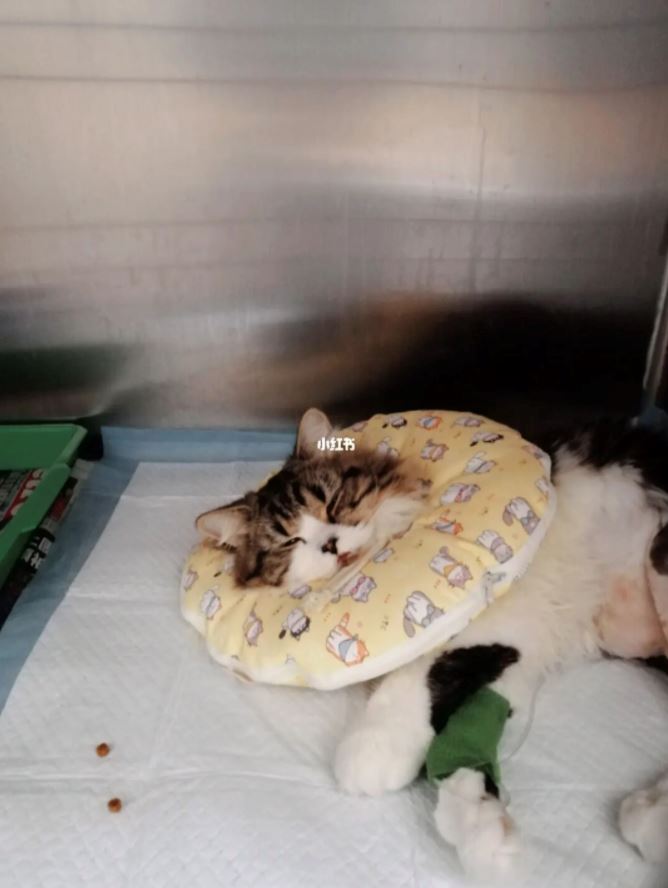 spm后打工【兽医帮手经历】兽医诊所当义工❤️