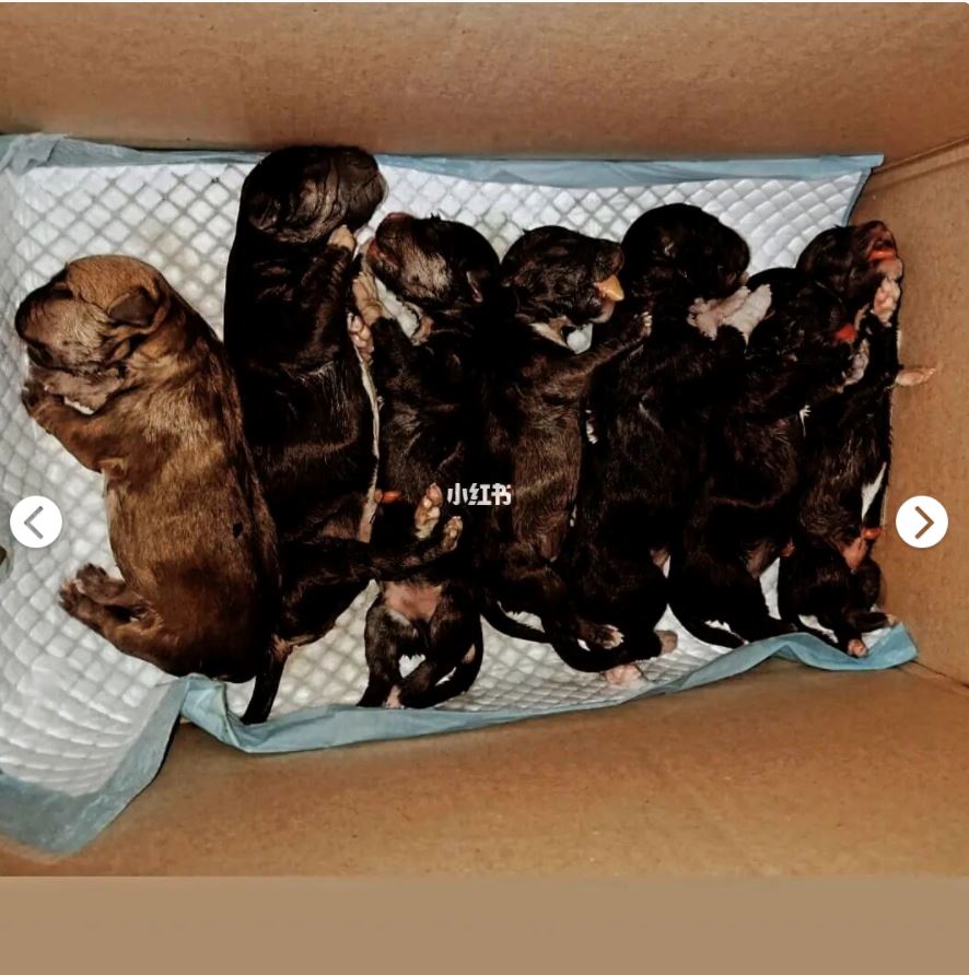 spm后打工【兽医帮手经历】兽医诊所当义工❤️