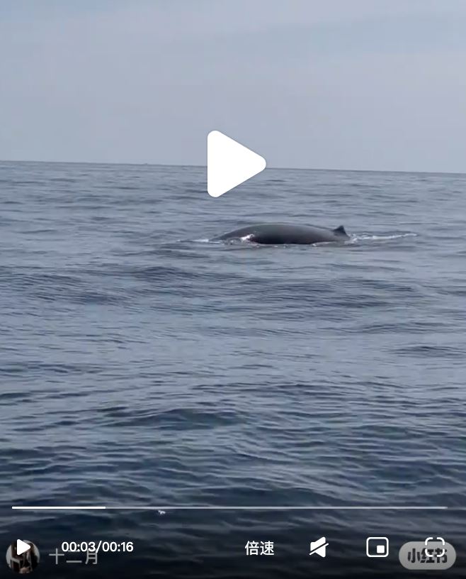 🇲🇾大马浮罗交怡出现“鲸鱼”🐋 志愿者惊喜碰见