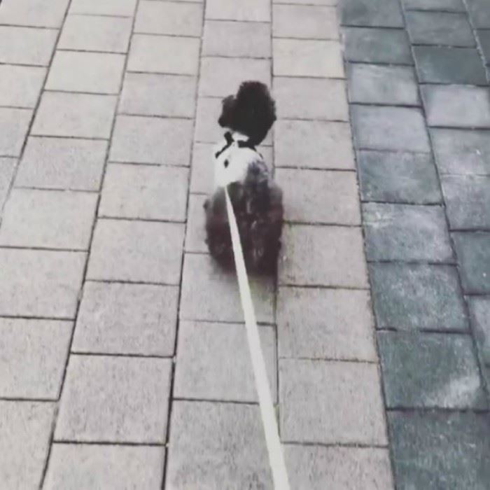 少时队长taeyeon与爱犬zero用餐 误吃了狗狗的饭 十足可爱 ｜ goxuan