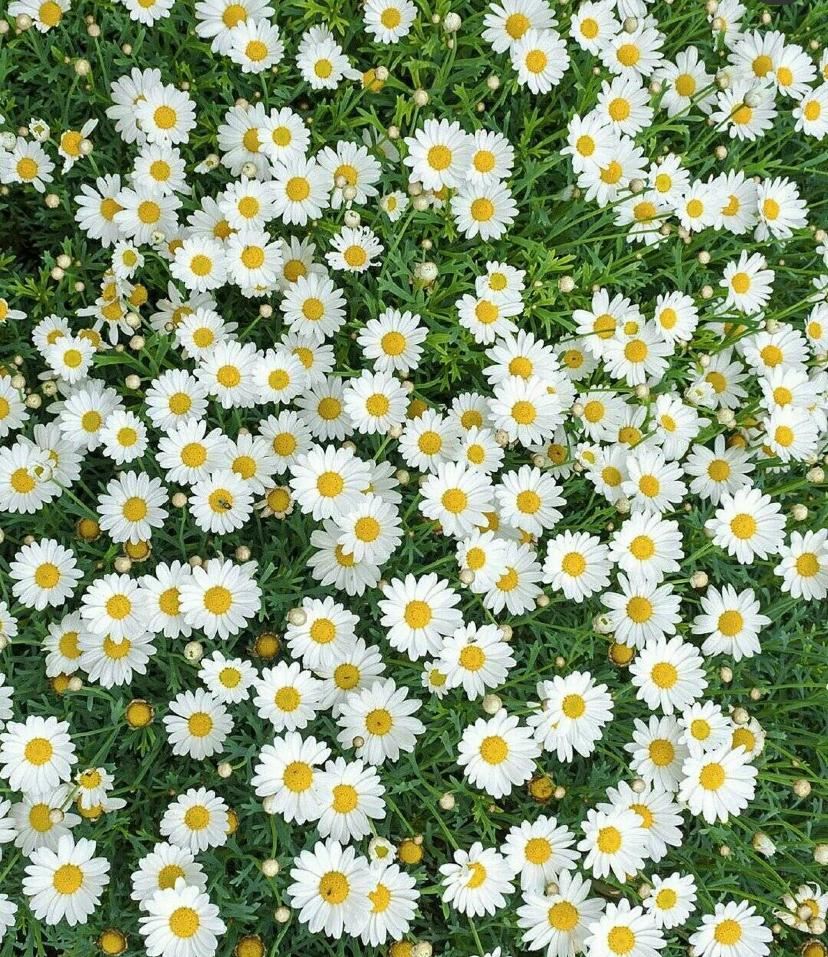 网红花【洋甘菊】🌼女生都爱！