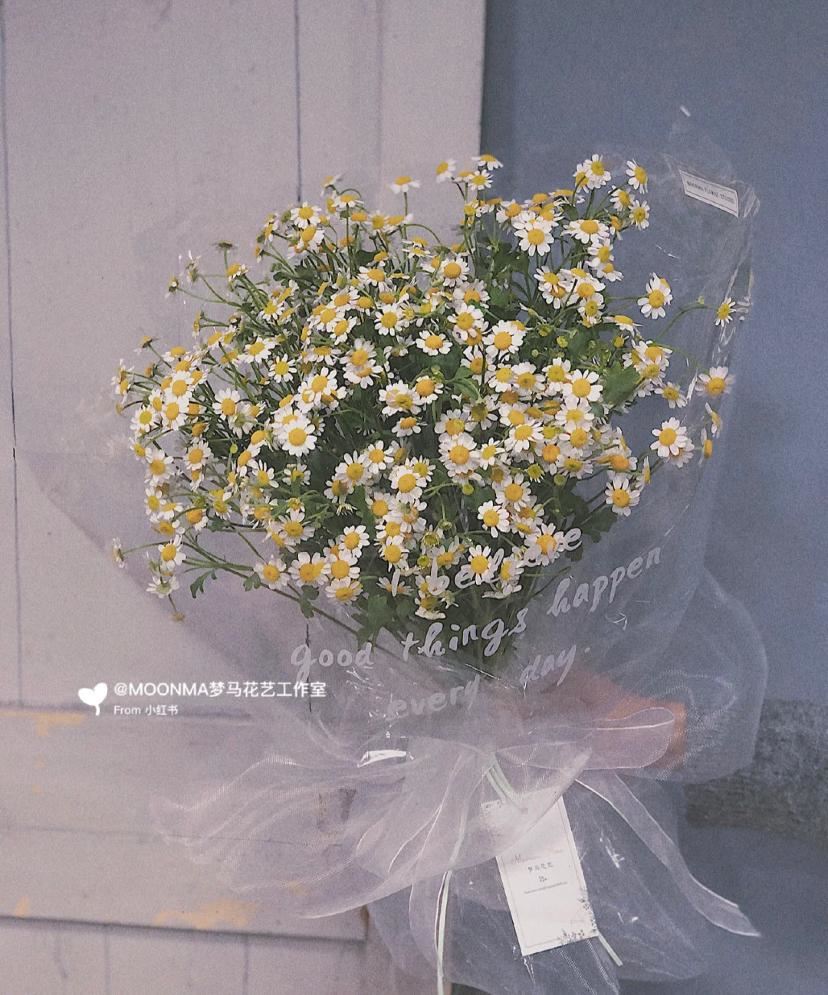 网红花【洋甘菊】🌼女生都爱！