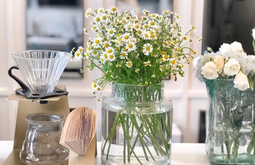 网红花【洋甘菊】🌼女生都爱！