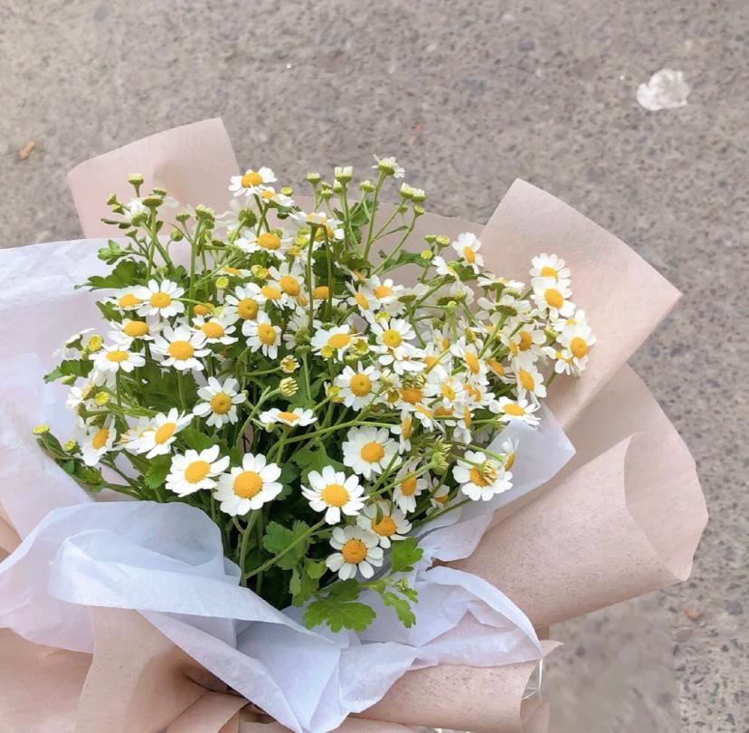 网红花【洋甘菊】🌼女生都爱！