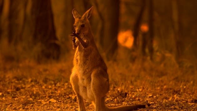 australia skies turn red as bushfire kill half a billion animals