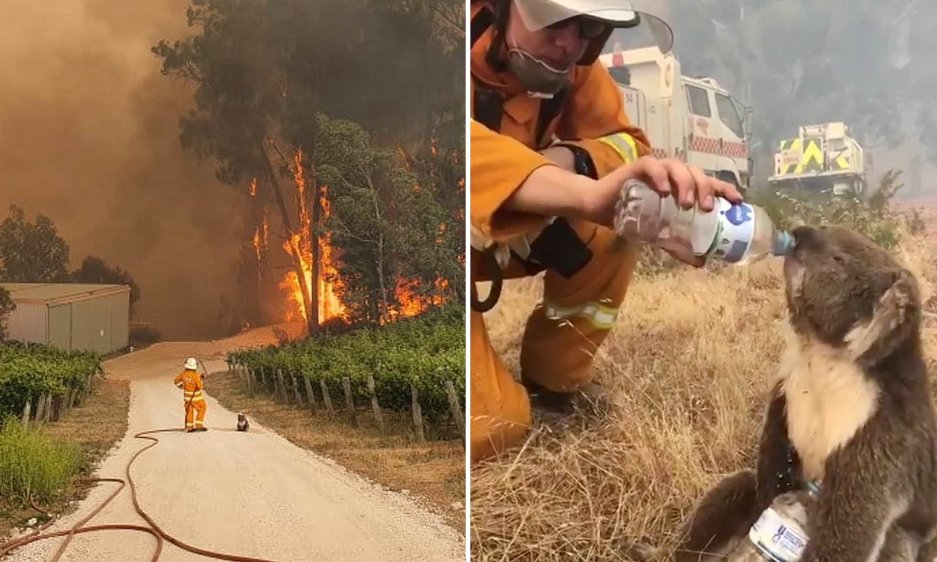 australia skies turn red as bushfire kill half a billion animals
