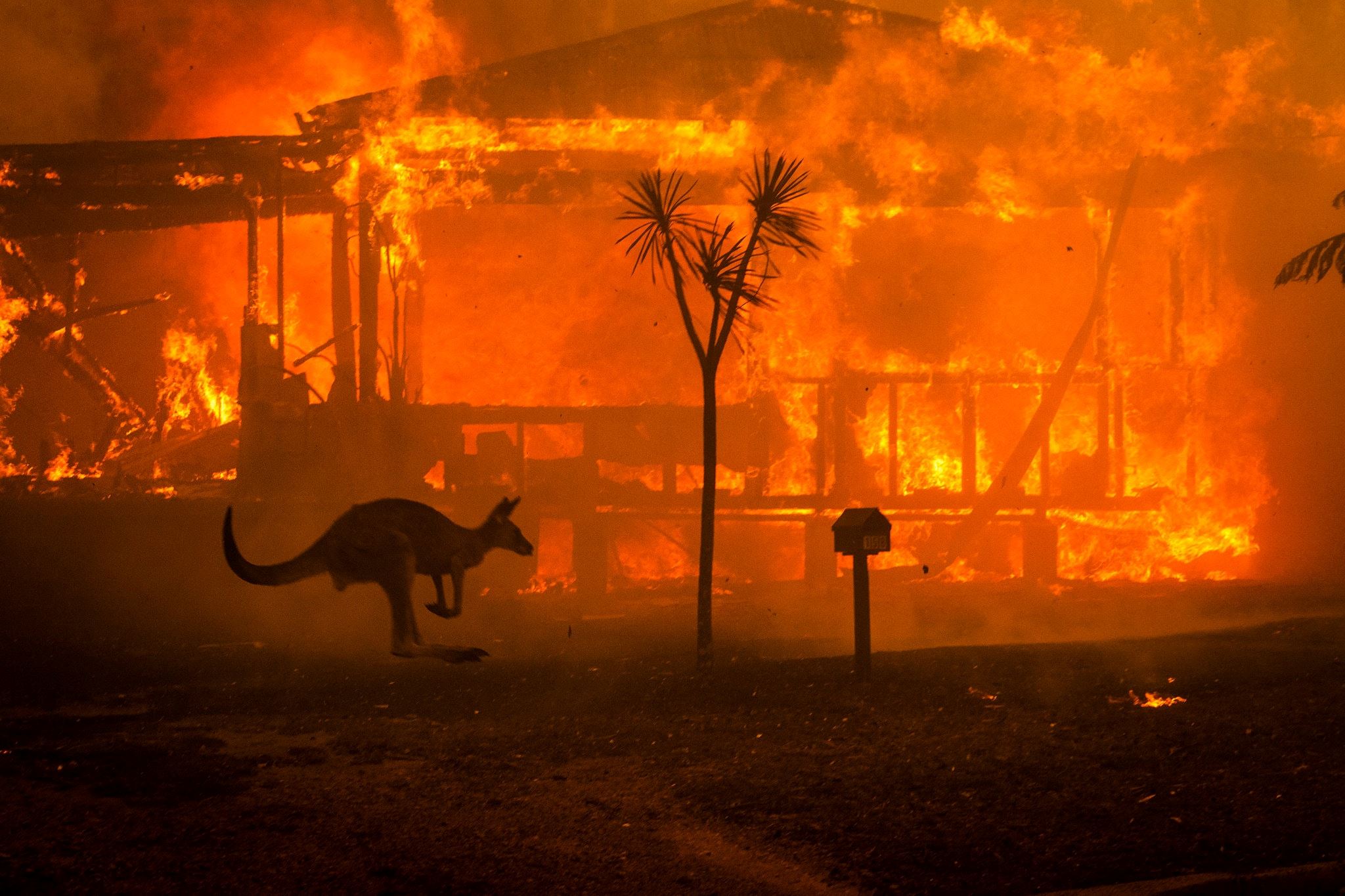 australia skies turn red as bushfire kill half a billion animals