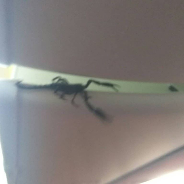 a 12-inch scorpion found its way on a plane and scared everyone on board