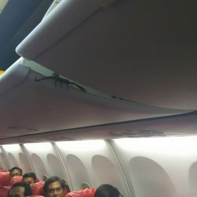 a 12-inch scorpion found its way on a plane and scared everyone on board