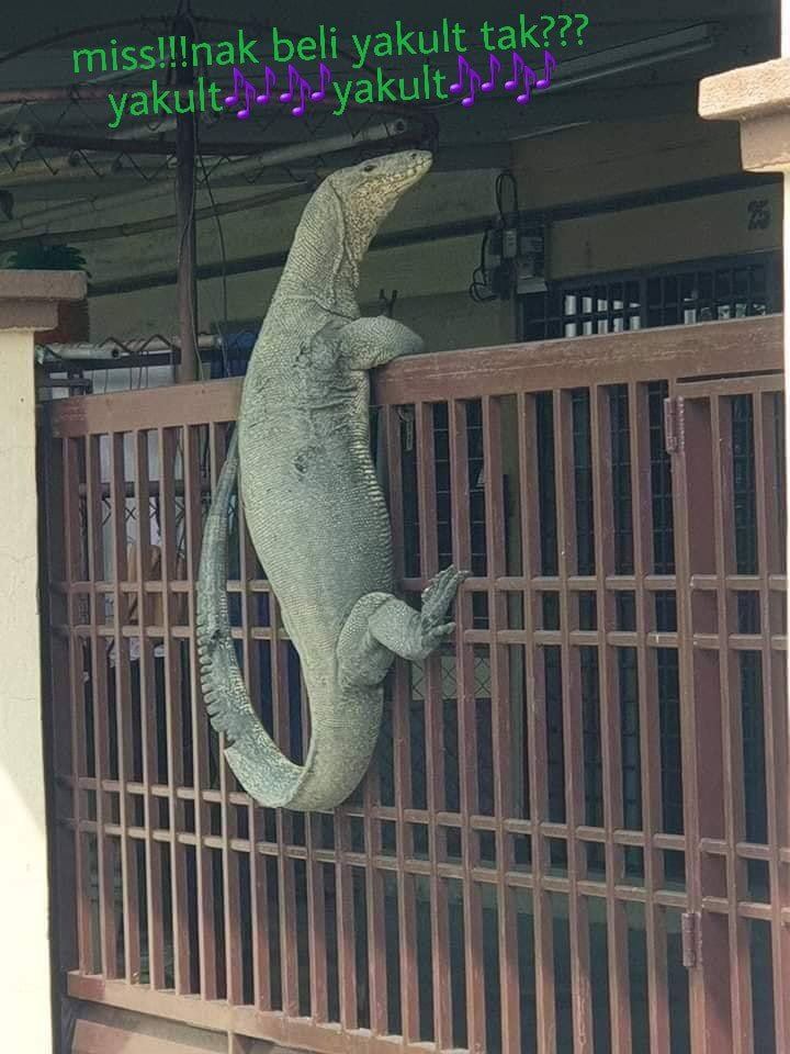 human-sized monitor lizard in johor became a meme after getting stuck climbing a gate