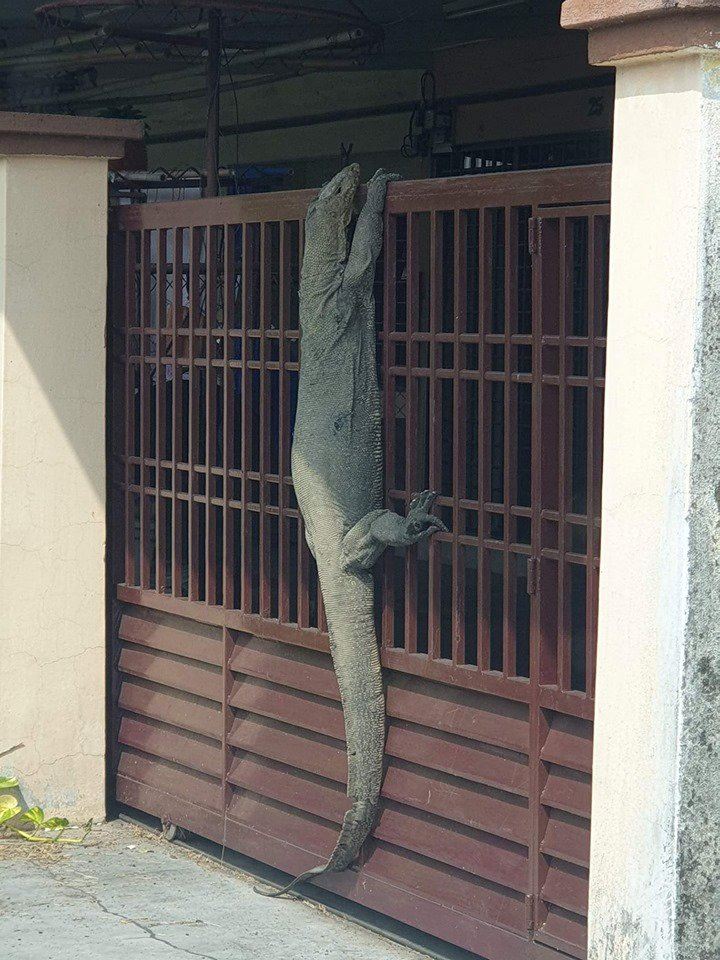 human-sized monitor lizard in johor became a meme after getting stuck climbing a gate