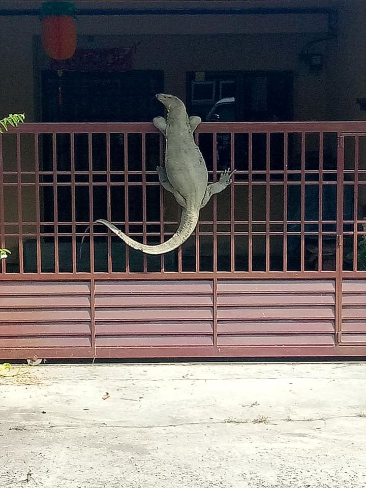 human-sized monitor lizard in johor became a meme after getting stuck climbing a gate