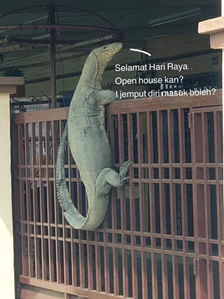 human-sized monitor lizard in johor became a meme after getting stuck climbing a gate