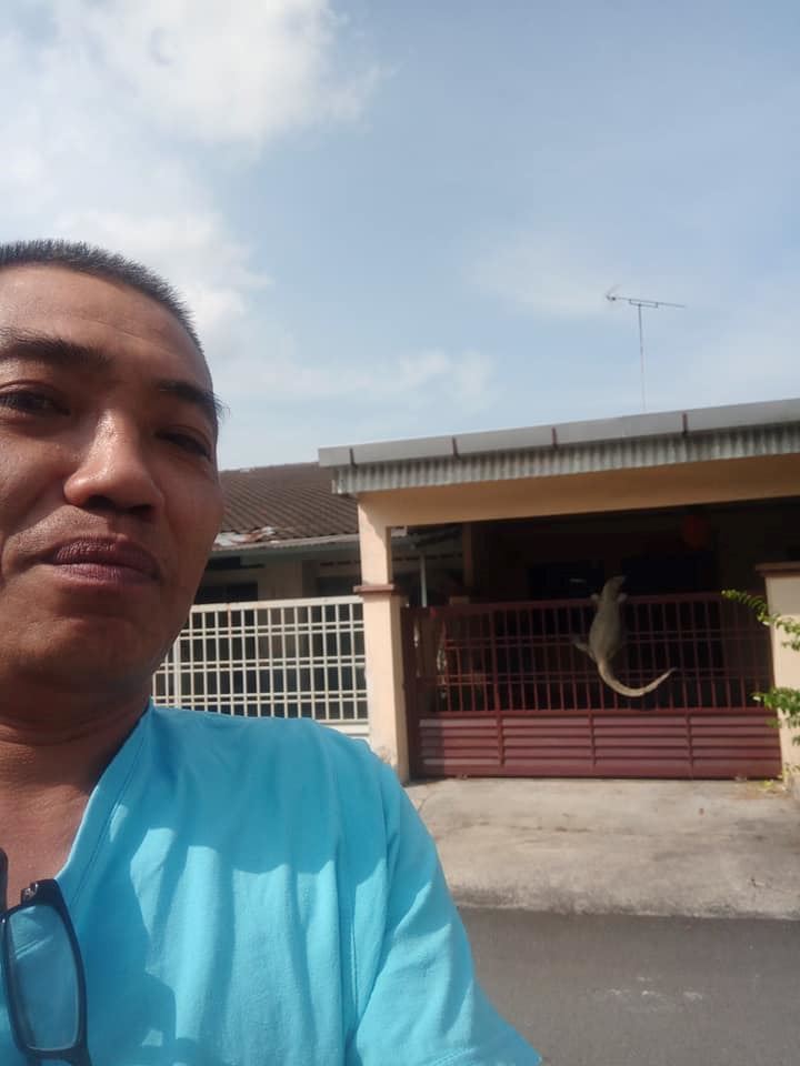 human-sized monitor lizard in johor became a meme after getting stuck climbing a gate