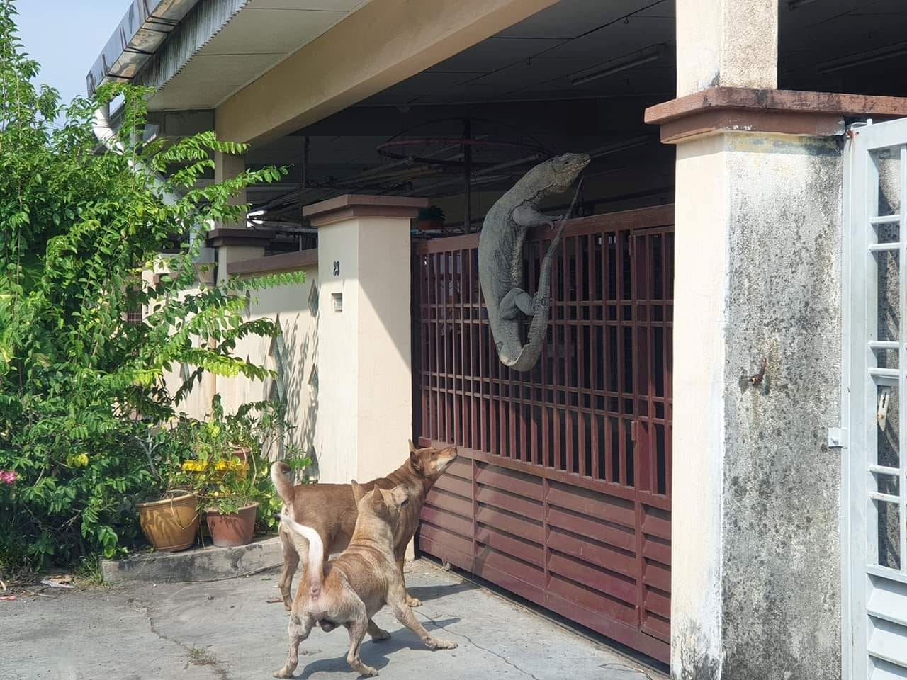 human-sized monitor lizard in johor became a meme after getting stuck climbing a gate