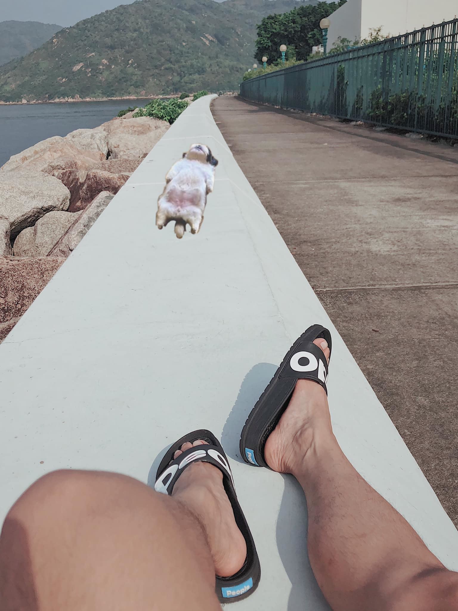 this shih tzu went viral because of its adorable sleeping position!