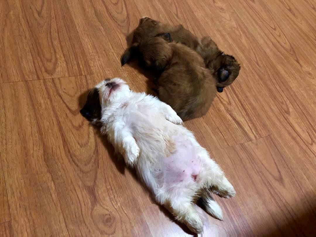 this shih tzu went viral because of its adorable sleeping position!