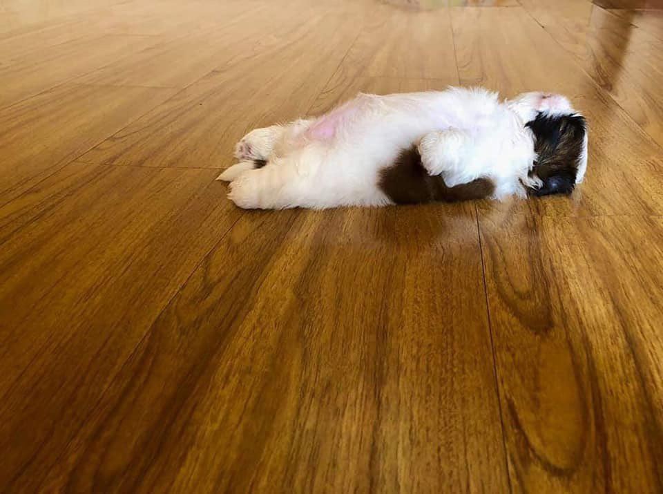 this shih tzu went viral because of its adorable sleeping position!