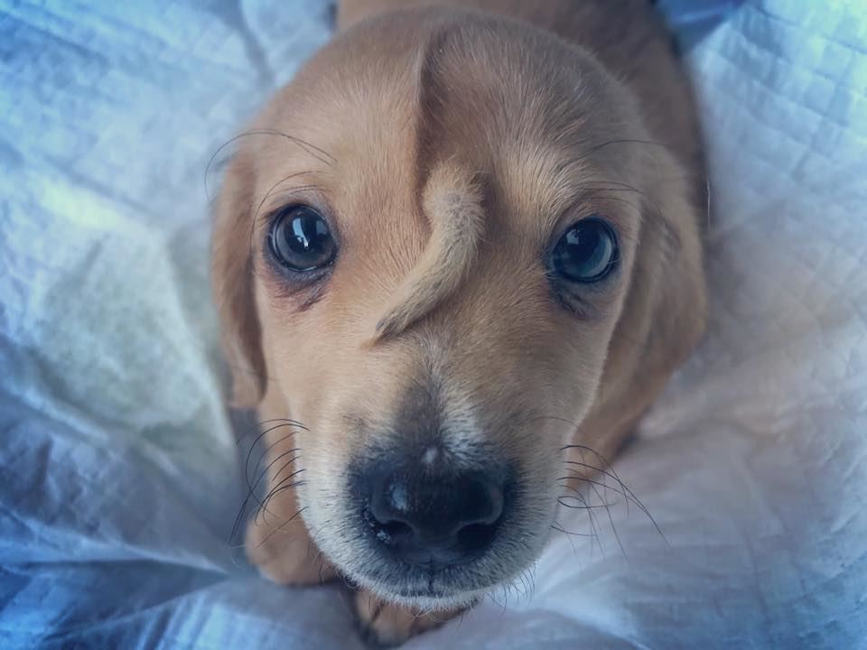 this rescue puppy has a tail growing out of its head and he’s the cutest!