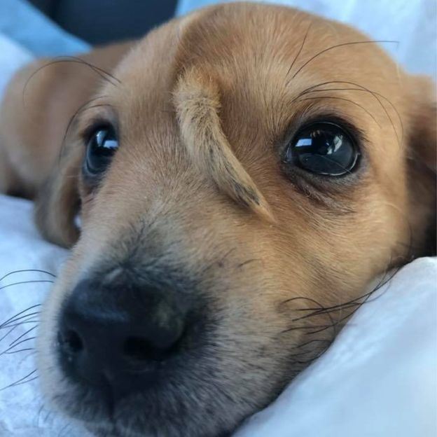 this rescue puppy has a tail growing out of its head and he’s the cutest!