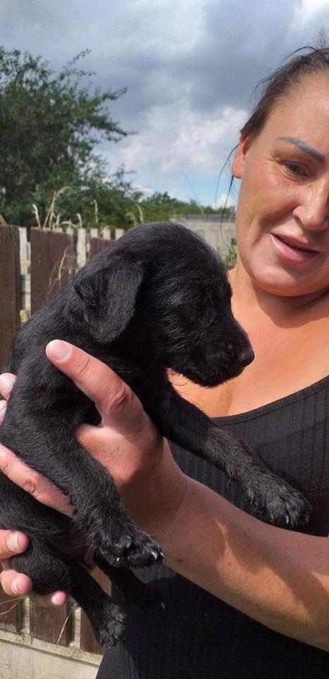 18-week-old puppy dies from heart attack caused by fireworks