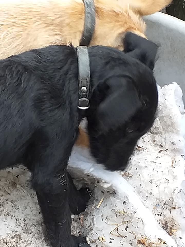 18-week-old puppy dies from heart attack caused by fireworks