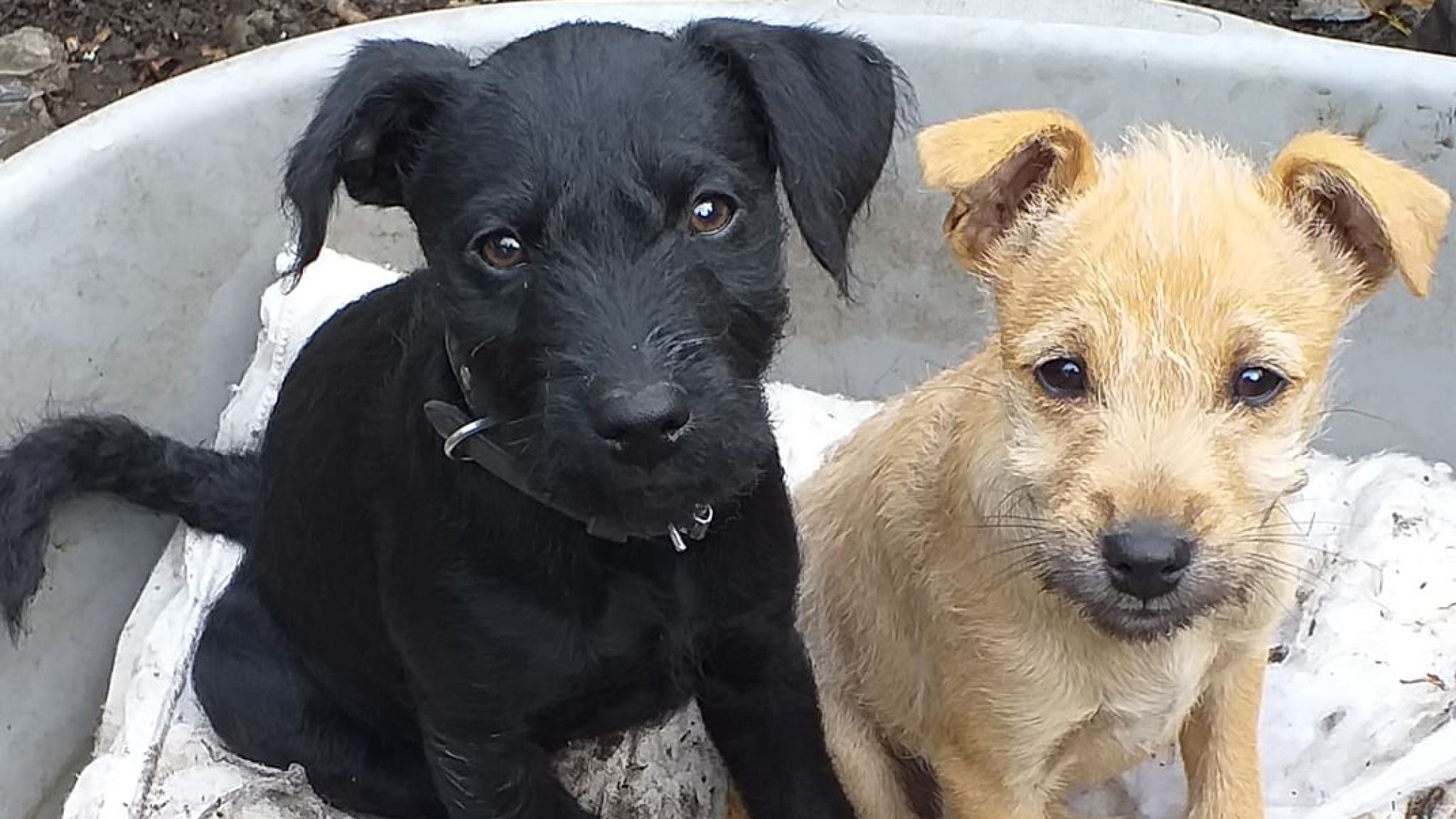 18-week-old puppy dies from heart attack caused by fireworks