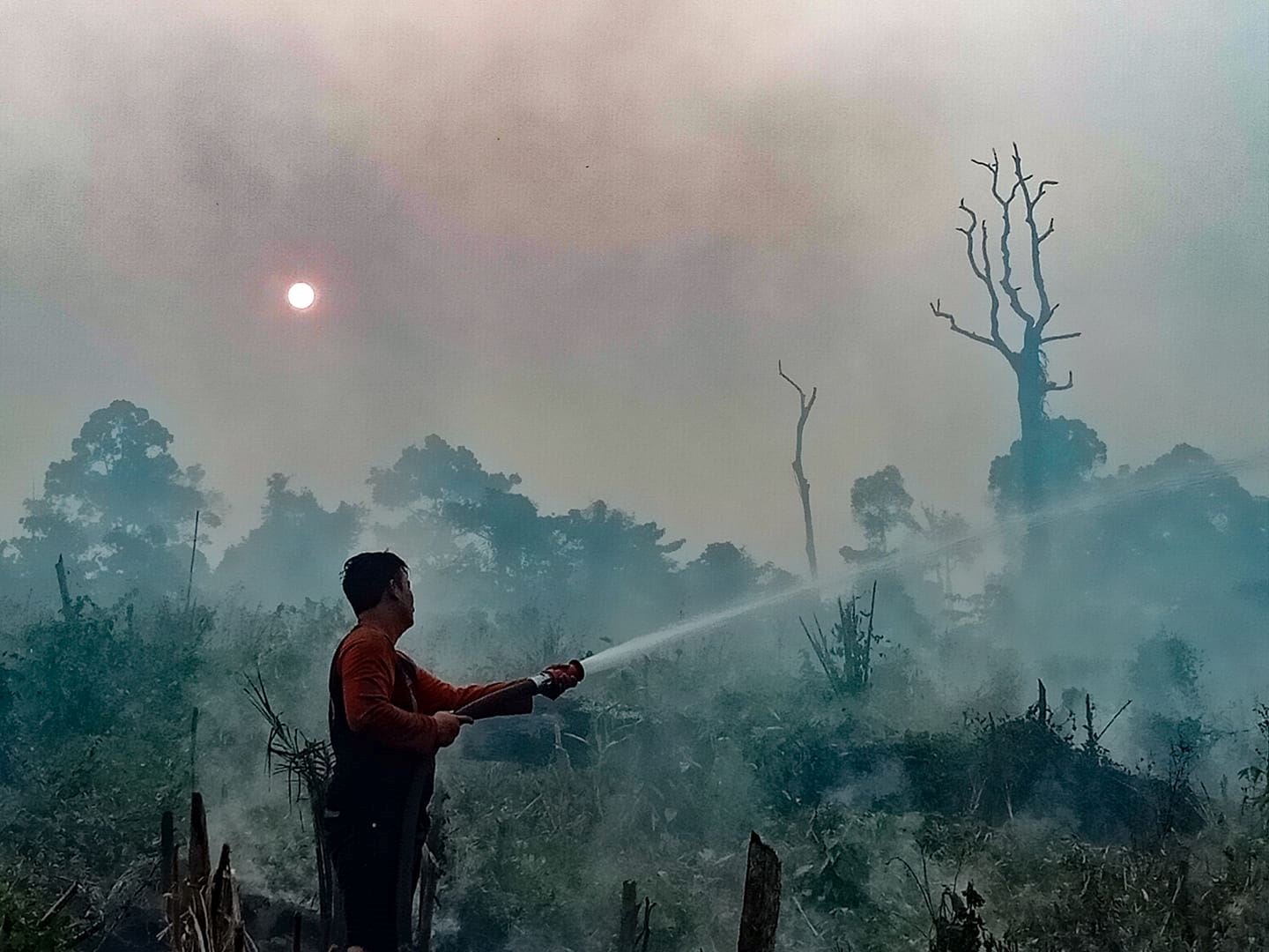 orangutans, phythons & birds among dead & injured from toxic haze