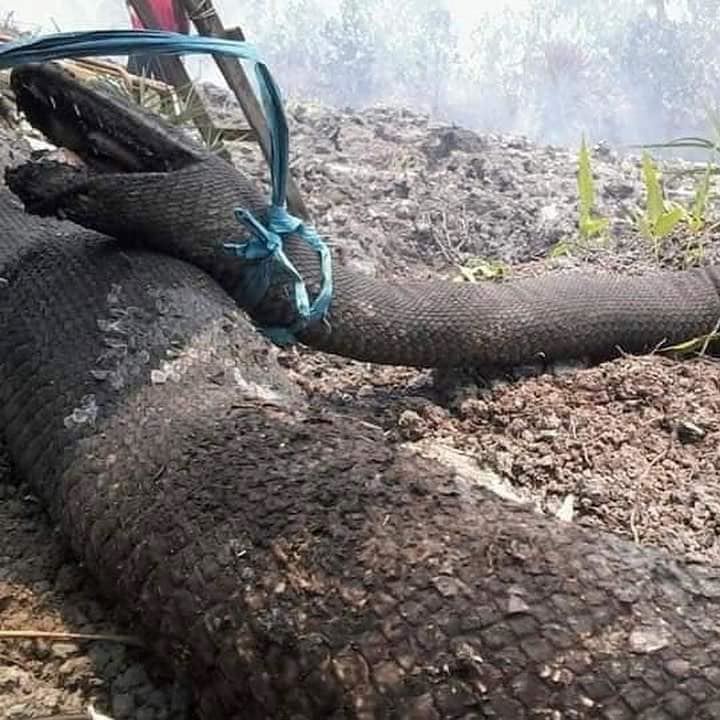 orangutans, phythons & birds among dead & injured from toxic haze