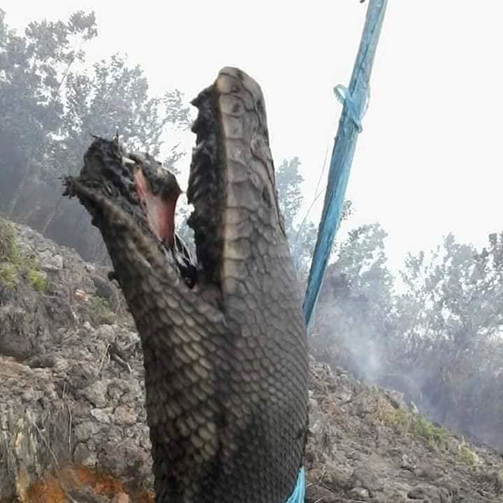 orangutans, phythons & birds among dead & injured from toxic haze
