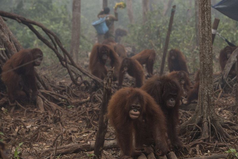 orangutans, phythons & birds among dead & injured from toxic haze