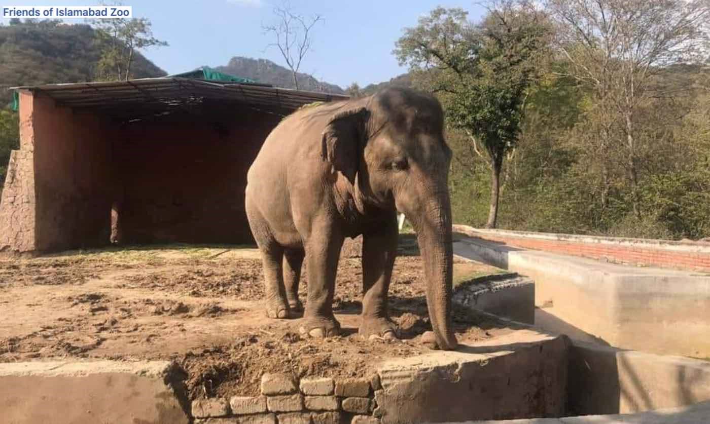 the world’s loneliest elephant has finally been rescued from captivity