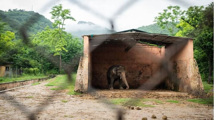 the world’s loneliest elephant has finally been rescued from captivity
