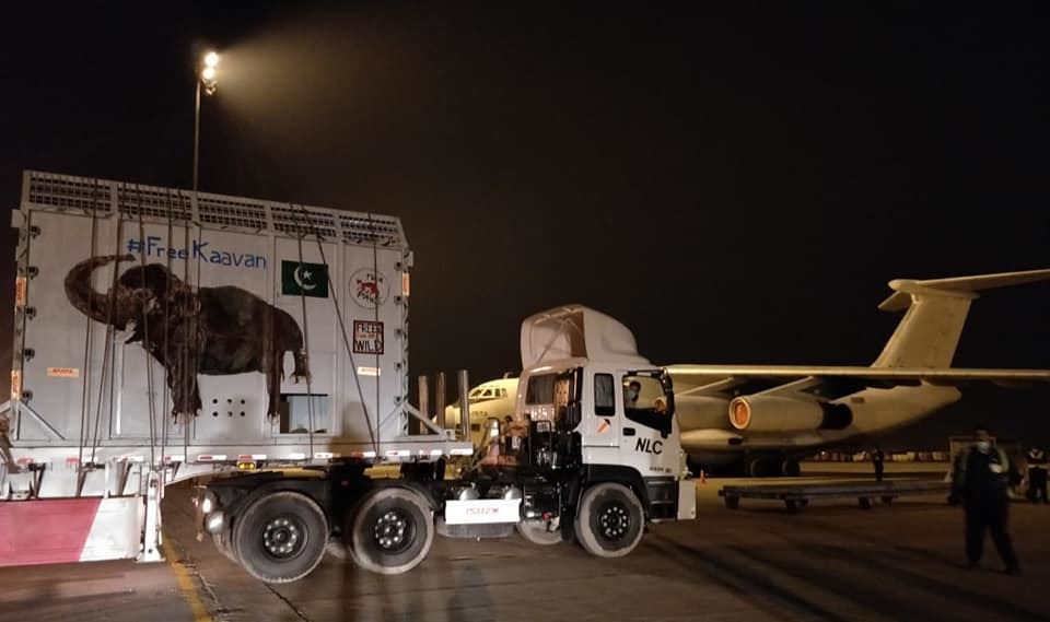 the world’s loneliest elephant has finally been rescued from captivity