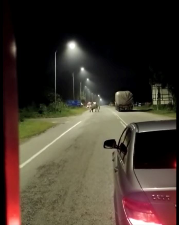 elephant seen along road in malaysia and it chased after vehicles