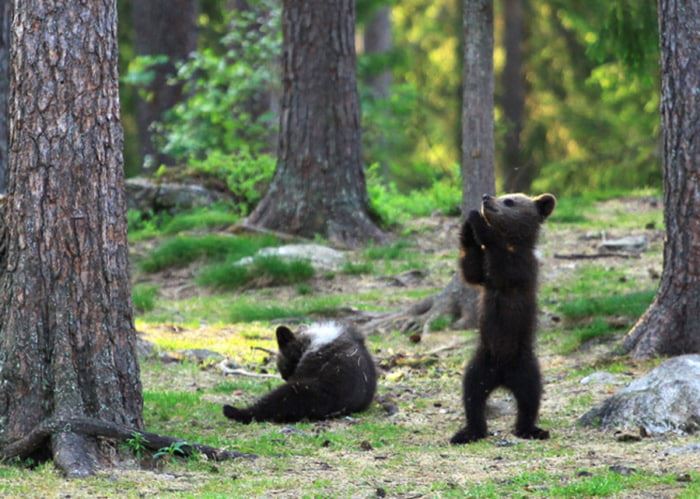 photographer captured adorable bear cubs dancing in a circle