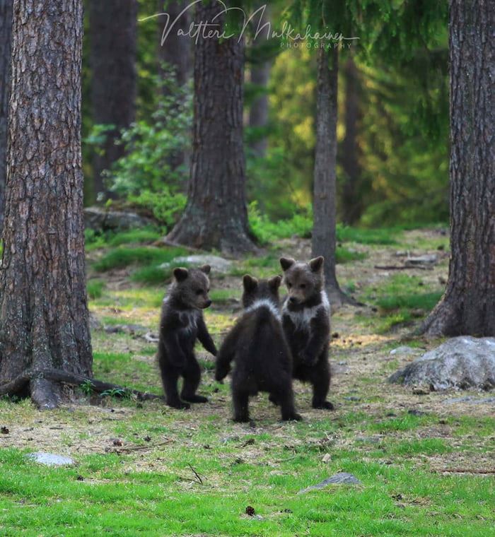 photographer captured adorable bear cubs dancing in a circle