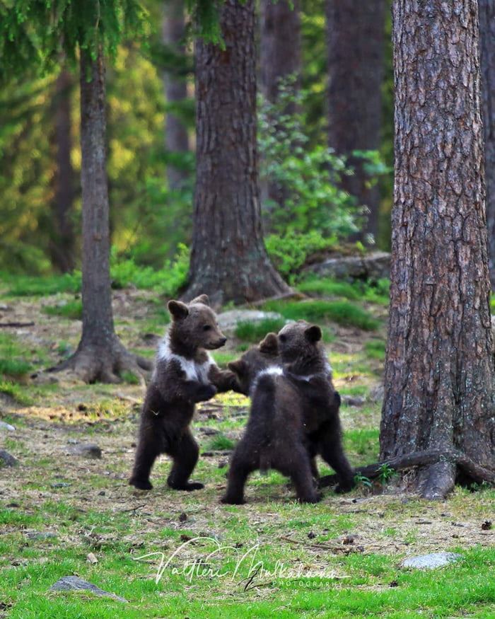 photographer captured adorable bear cubs dancing in a circle