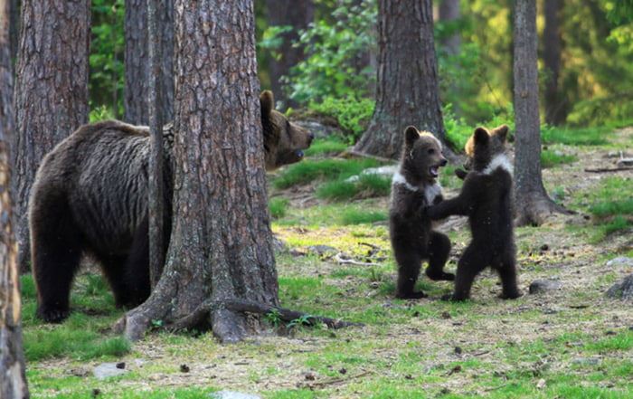 photographer captured adorable bear cubs dancing in a circle