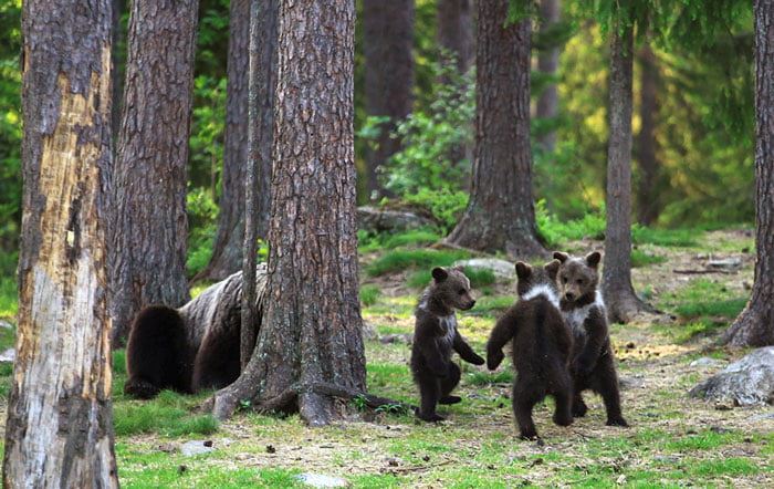 photographer captured adorable bear cubs dancing in a circle
