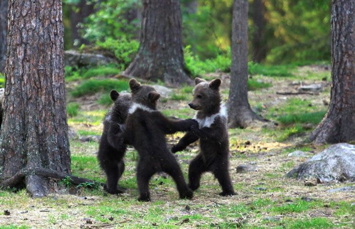 photographer captured adorable bear cubs dancing in a circle