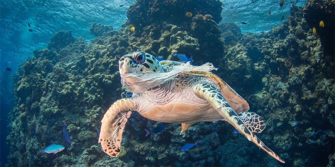 wwf revealed msia to be worst plastic ocean polluter in asia