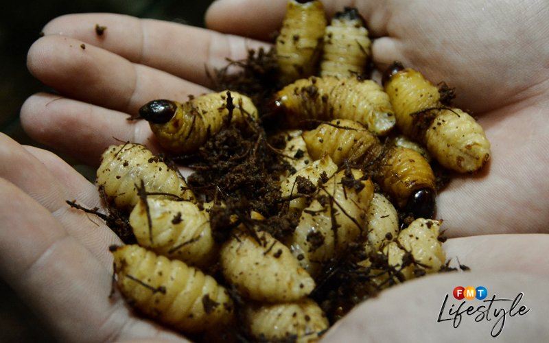 worm sushi and pizza are real in sabah and we’re done for today