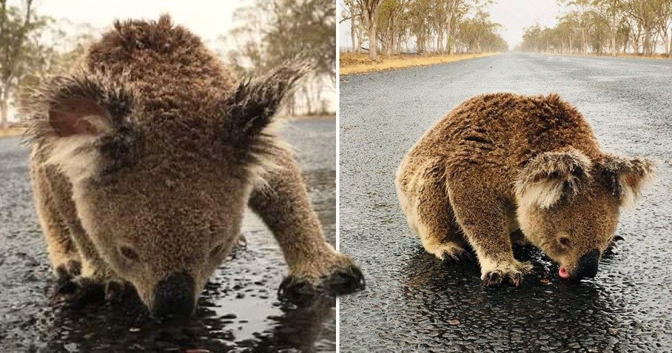 towns in australia hit by thunderstorm and dust storm  