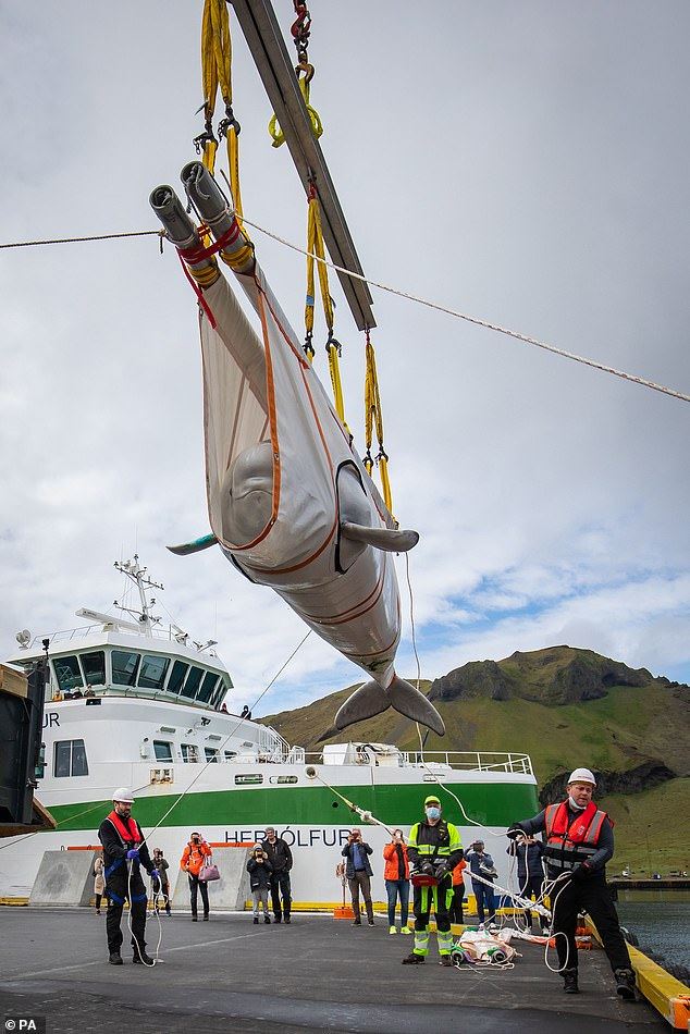 two beluga whales saved from being show animals and transported back to the ocean!