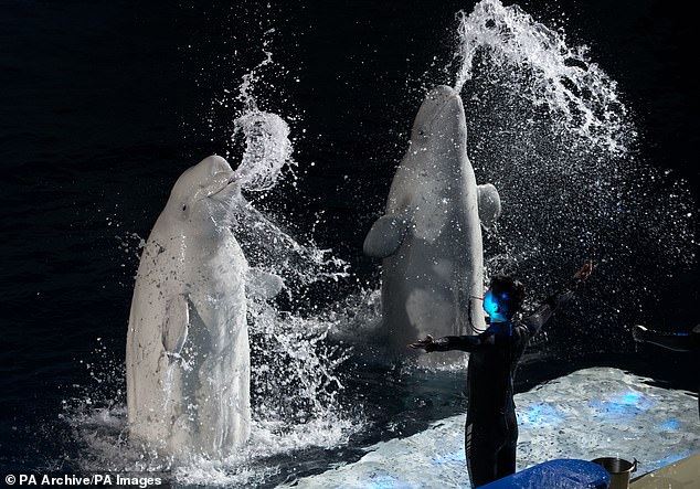two beluga whales saved from being show animals and transported back to the ocean!