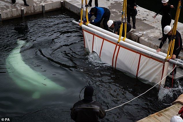 two beluga whales saved from being show animals and transported back to the ocean!