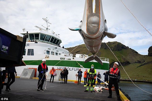 two beluga whales saved from being show animals and transported back to the ocean!